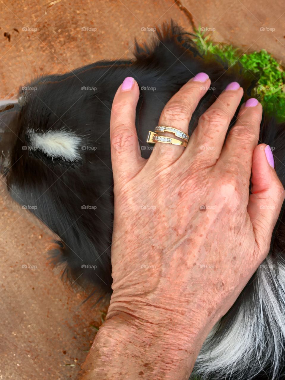 Woman with ageing hands, liver spots and wrinkled petting a border collie