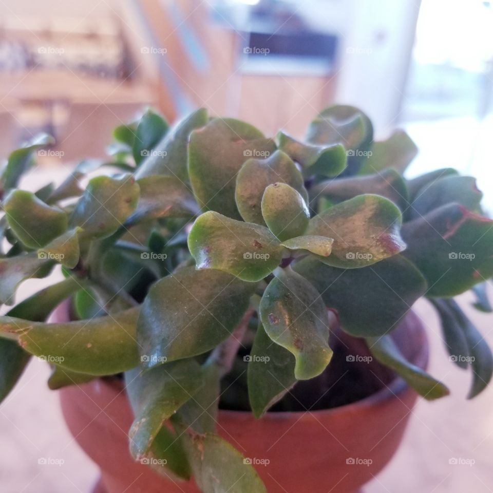 Closeup Succulent