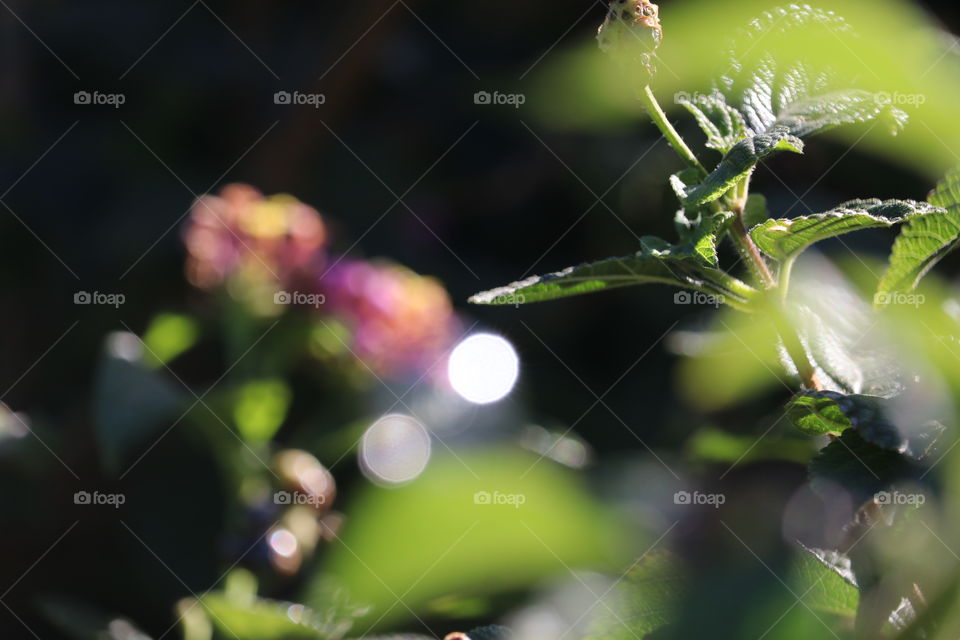 Bokeh and flowers