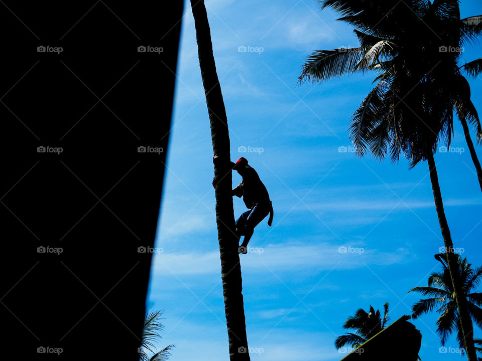 Silhouette of a farmer climbing and harvesting coconuts