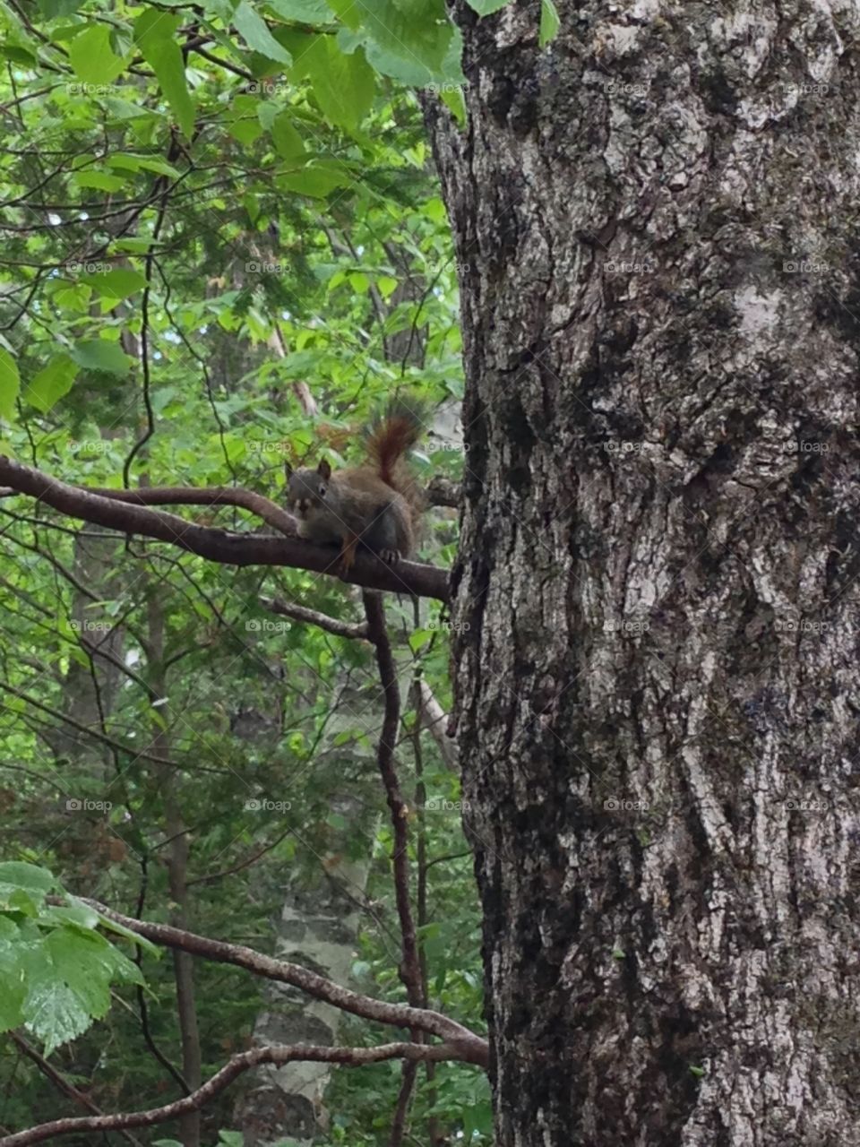 Squirrel . Squirrel in a tree in the woods