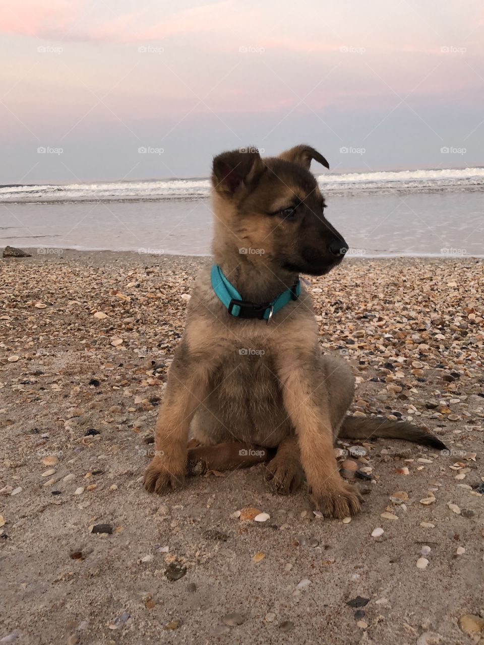 Puppy and a sunset