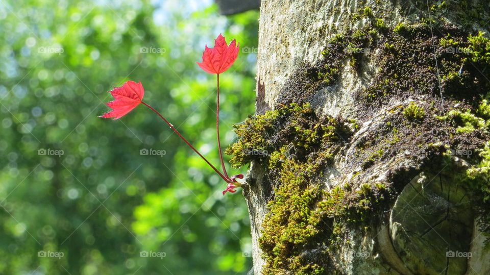 red leaves