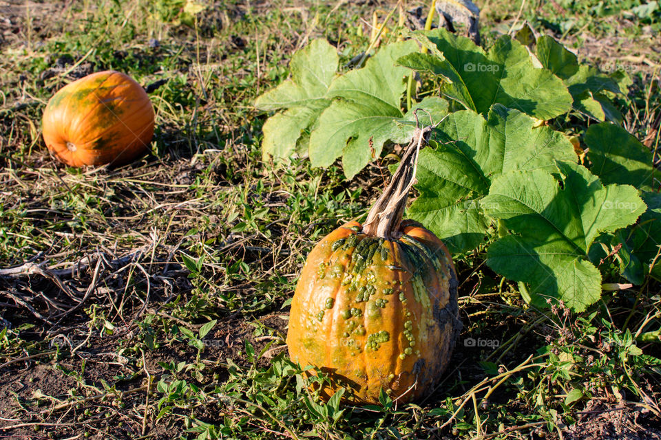 Pumpkin growing in a pumpkin patch 