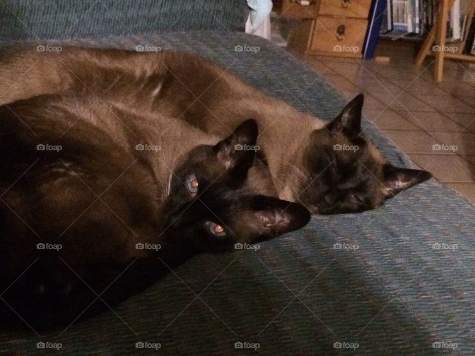 They're so sweet when they're sleeping...