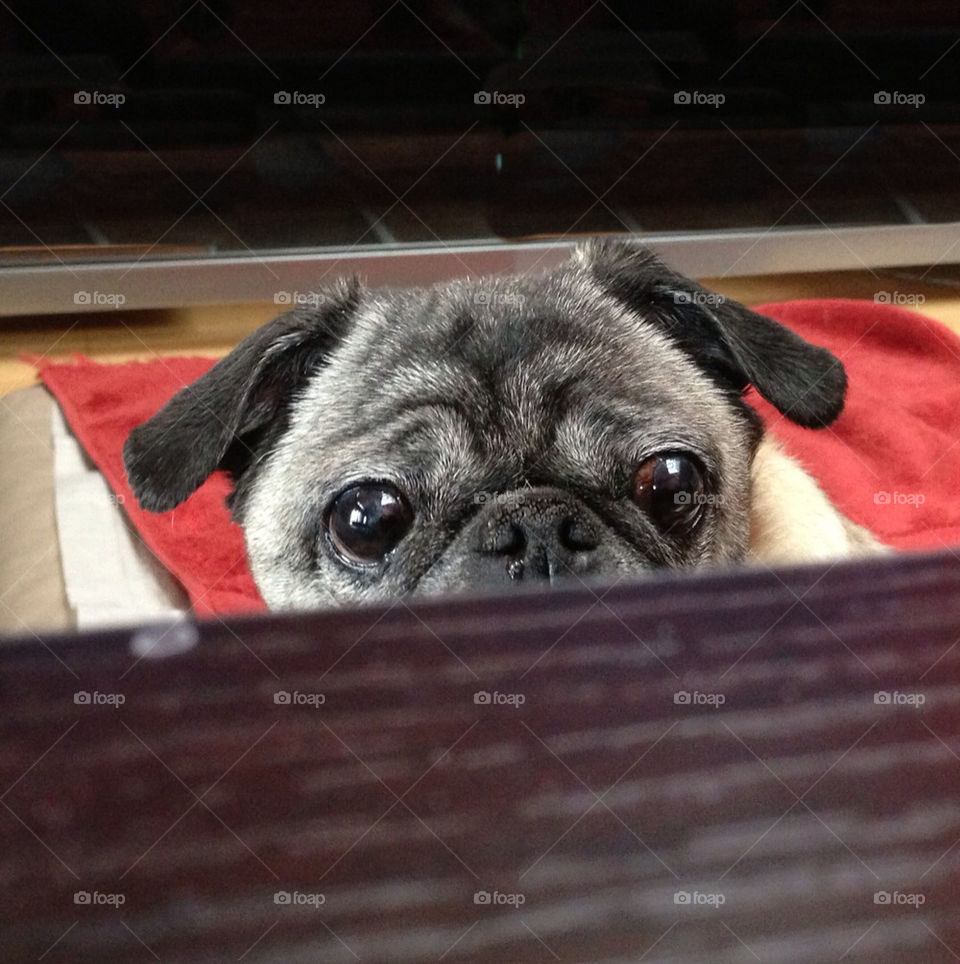 Peekaboo Pug