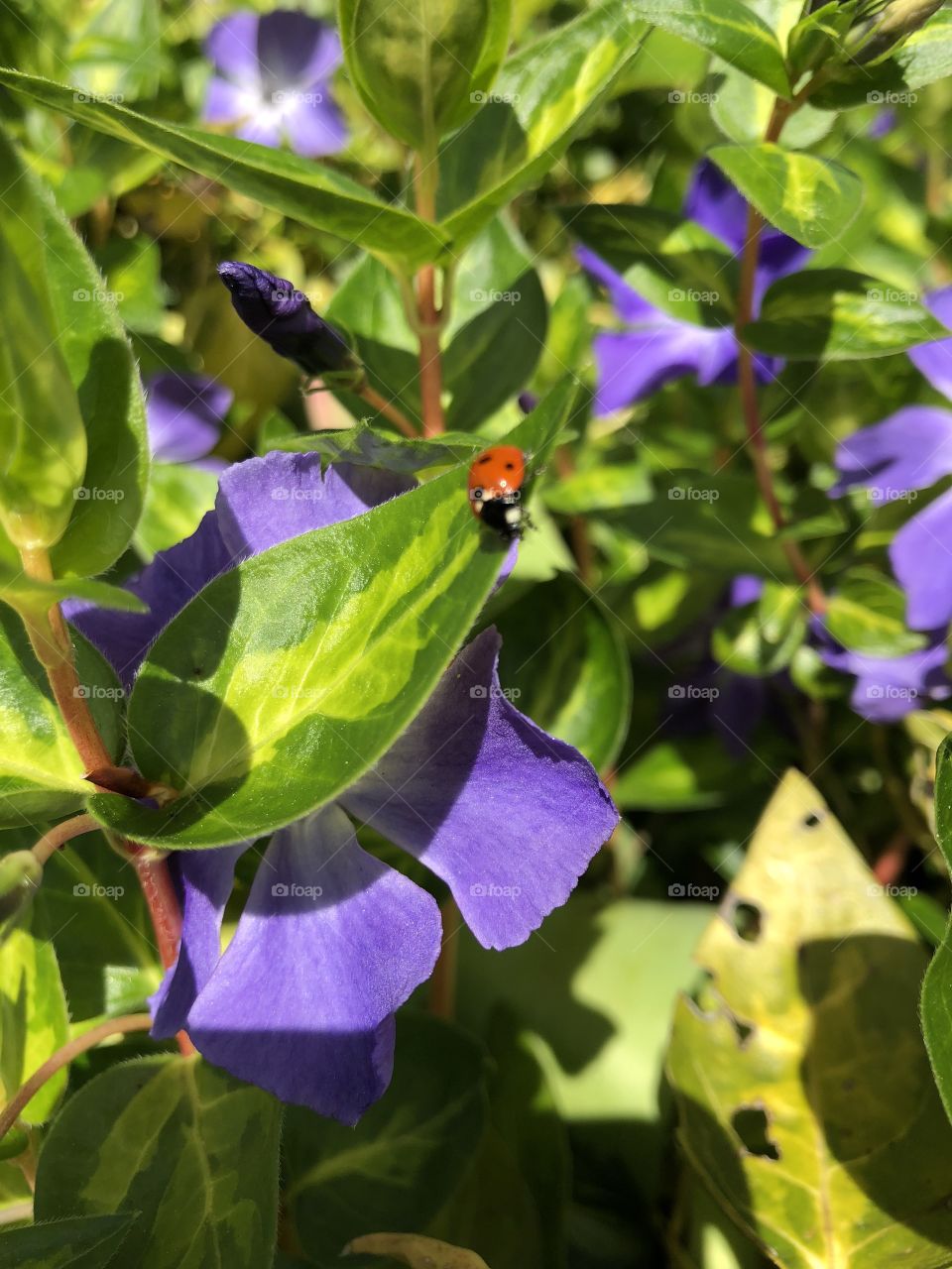 Lady bug on a leaf
