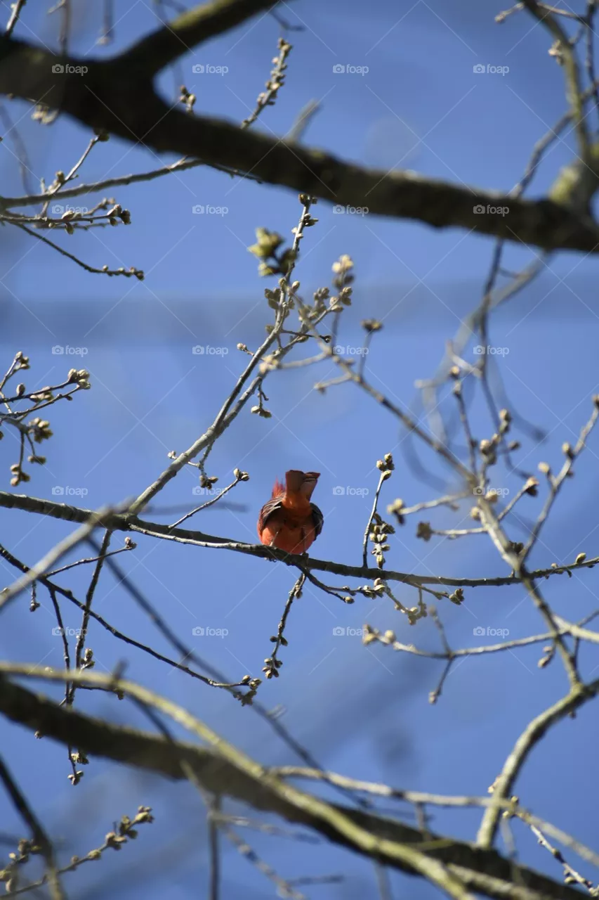 cardinal