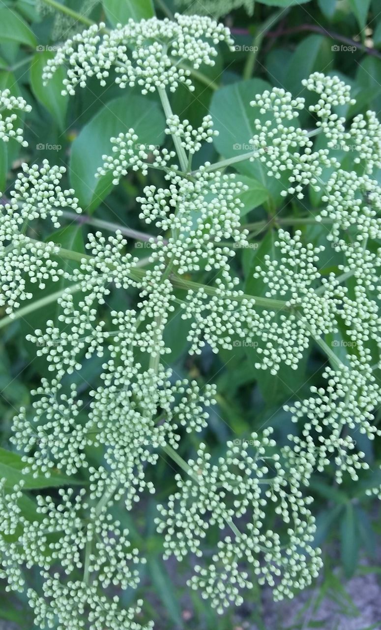 elderberry buds