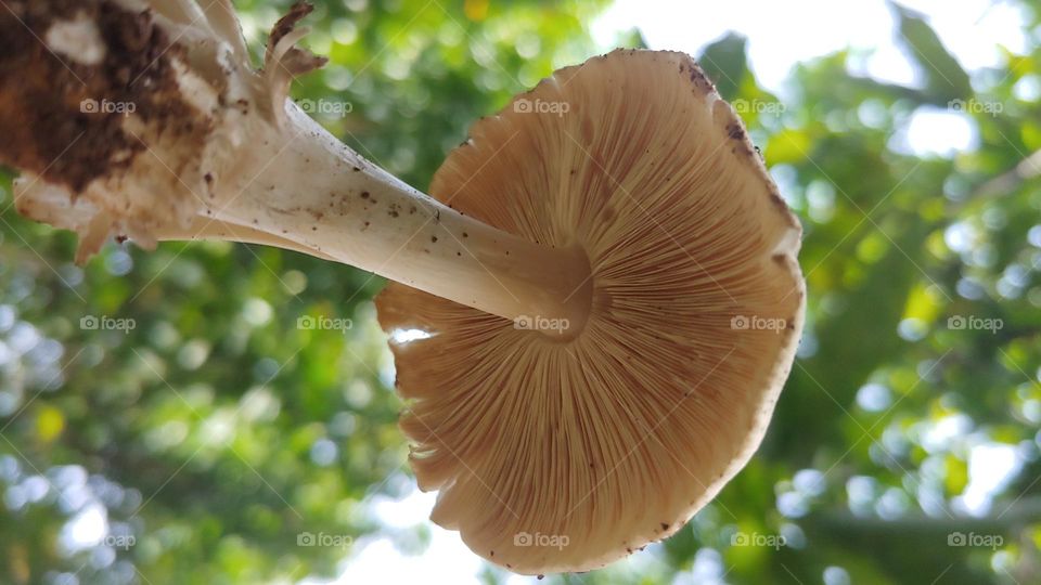 mushrooms captured