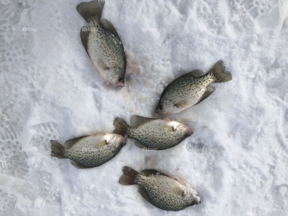 Crappies on a frozen lake 