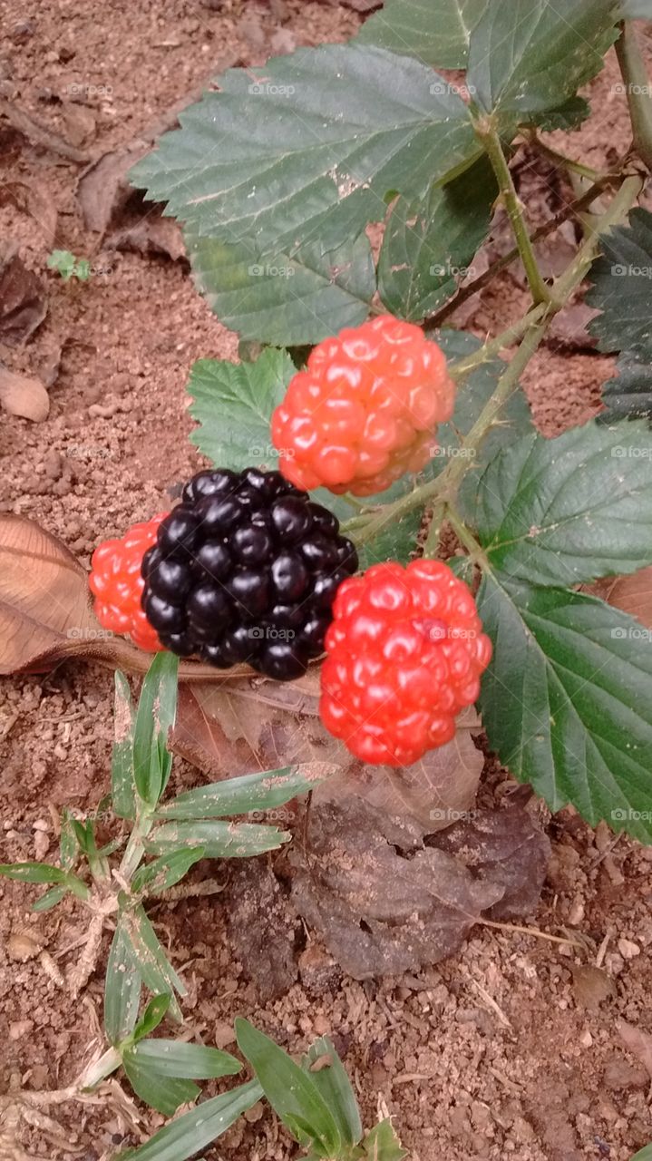 Framboesas deliciosas colhidas em nosso pé!