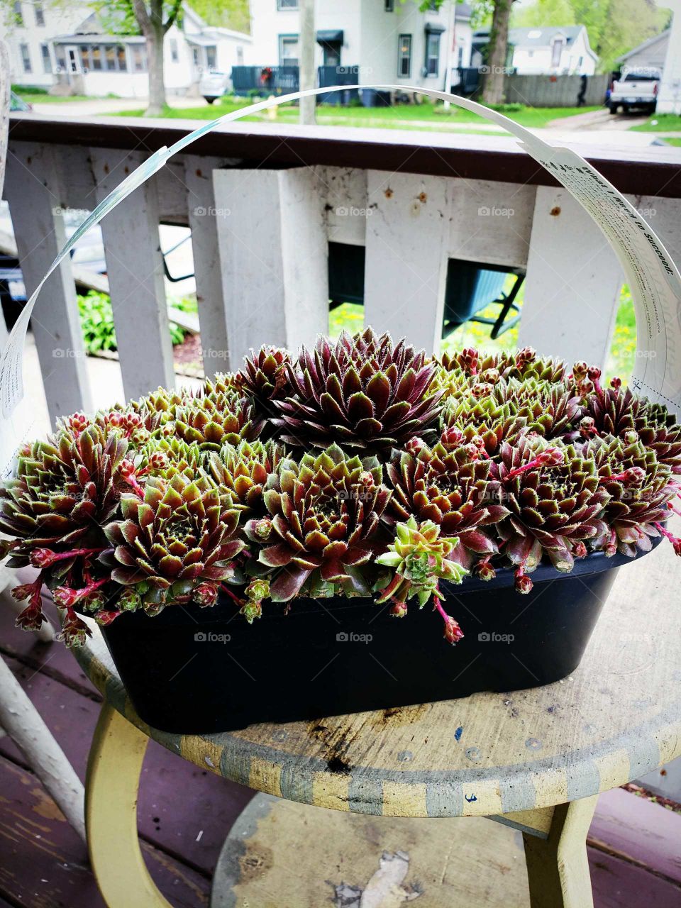 Chicks and hens bundle