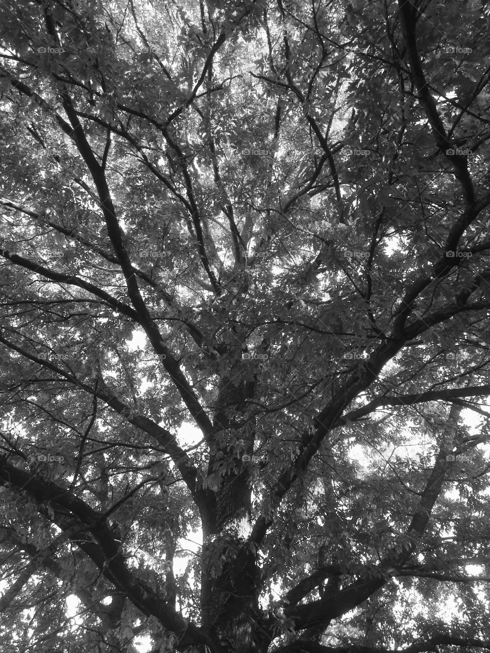 tree in Black & white