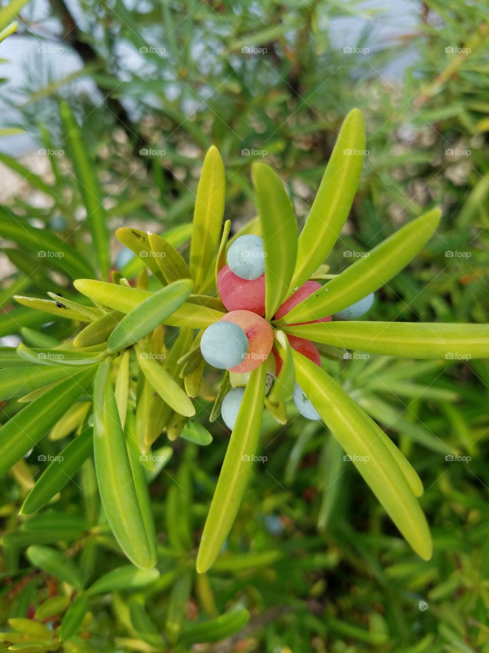 colorful berry plant