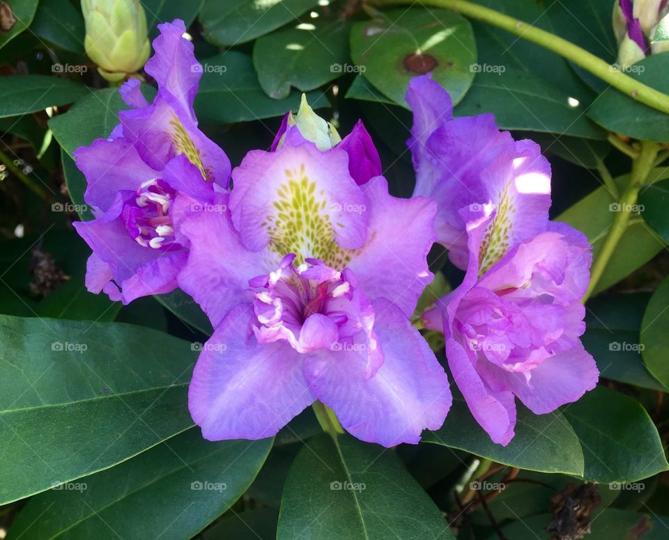 Lavender rhododendron in bloom