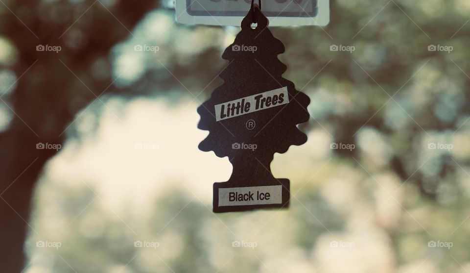 Tree scent again with some light though.  