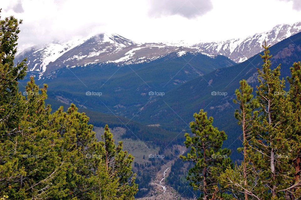 tree mountain group1 by refocusphoto