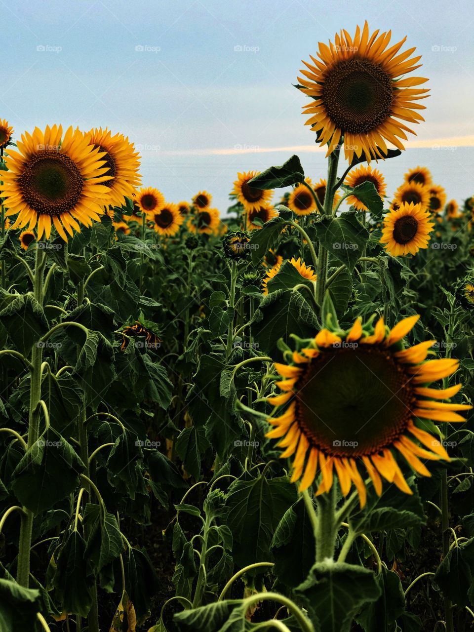 Sunflowers ..