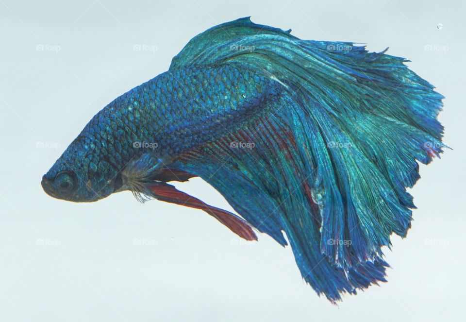 betta