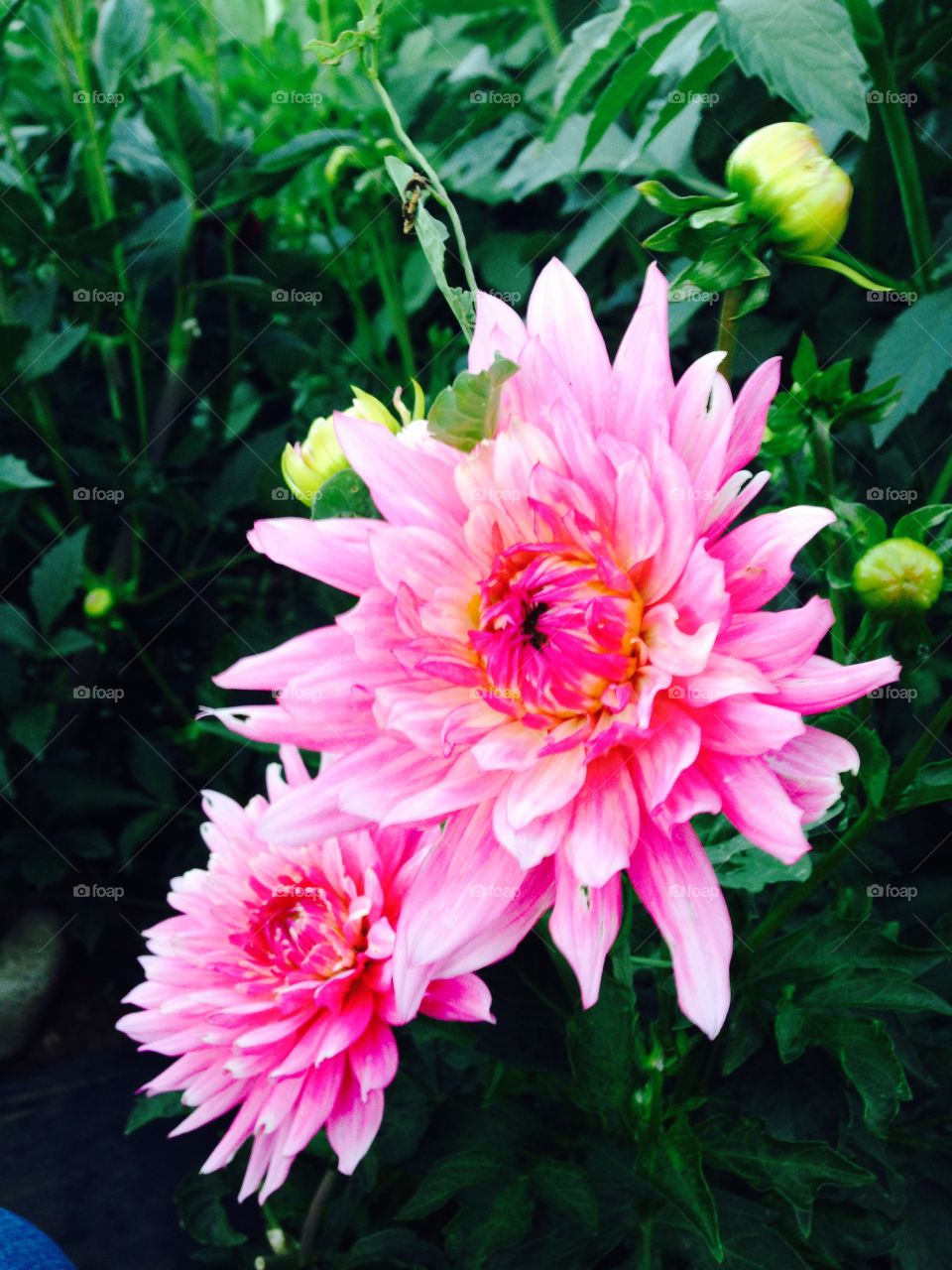 Pink flowers