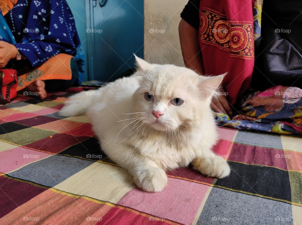 Bablu Cat's reaction