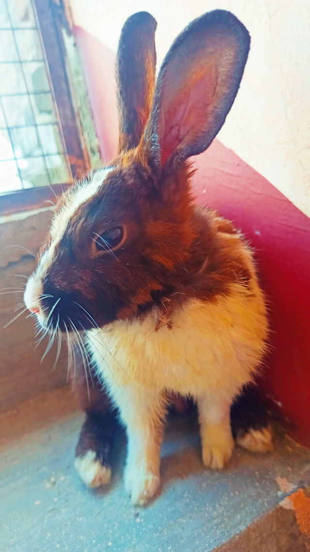 Indian Rabbit