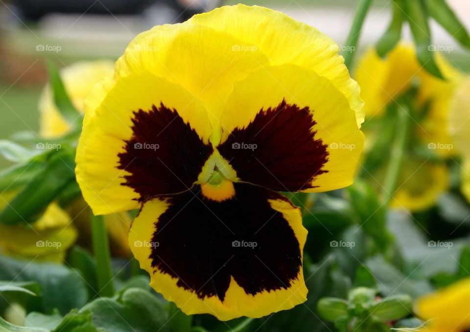 Yellow Pansy