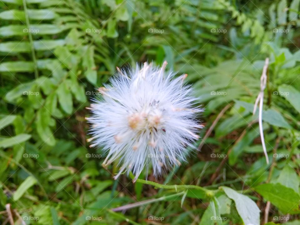 Make a buffalo flower that has fur that is clean white and fresh and has bloomed perfectly, looks unique, beautiful and attractive for decoration, in Kalimantan Indonesia