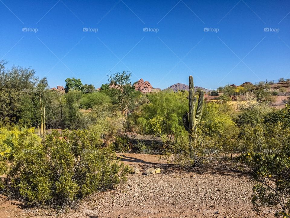 Arizona Desert