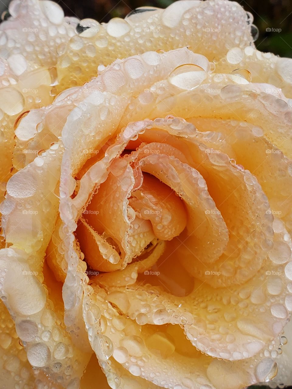 Fine details on the petals of a rose covered in water droplets from a fresh rain