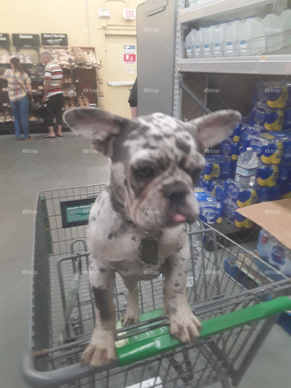 French bulldog goes shopping