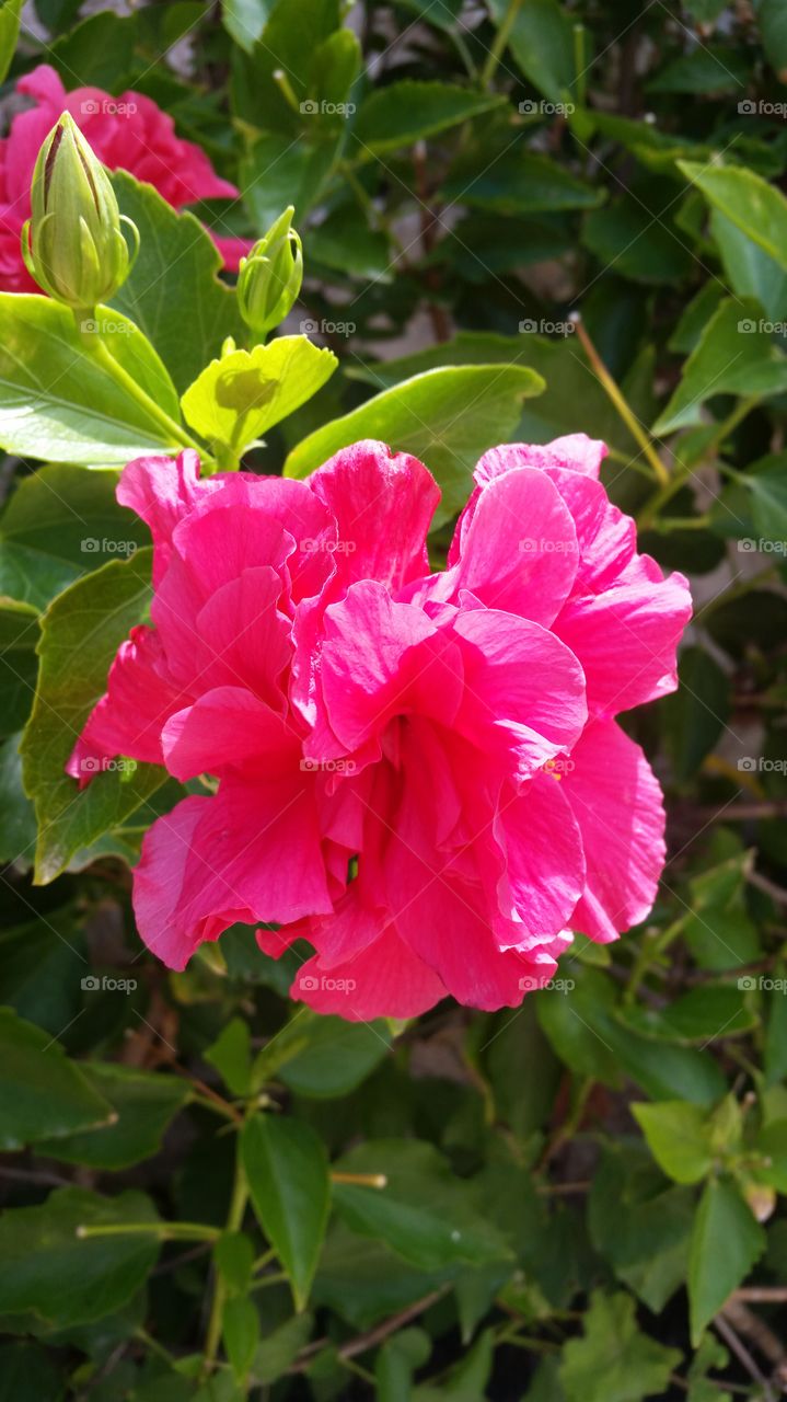 pink camelia