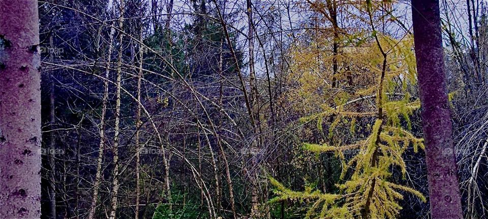 The “Rainer Wald” is part of the “Bavarian Forest” or “Bayerischer Wald” near “Straubing”, an idyllic town on the river “Danube” or “Donau”. There is no doubt that you can see the forest here and all its lovely trees. 2023. Hypnotic Productions