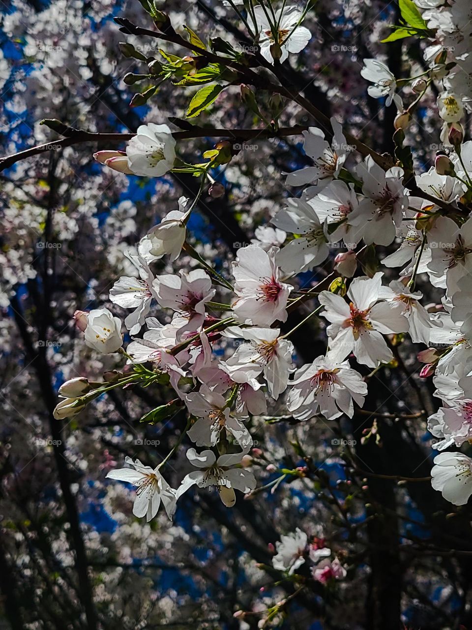 Stunningly beautiful cherry blossoms hanging on the cherry blossom tree, a sign that spring has arrived 