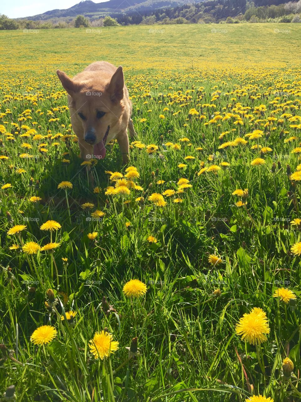 Dog walking  through the Dandelion Field 