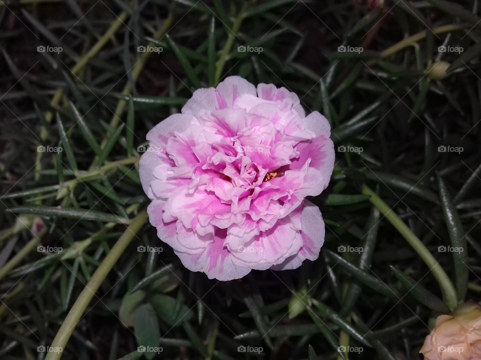baby rose
