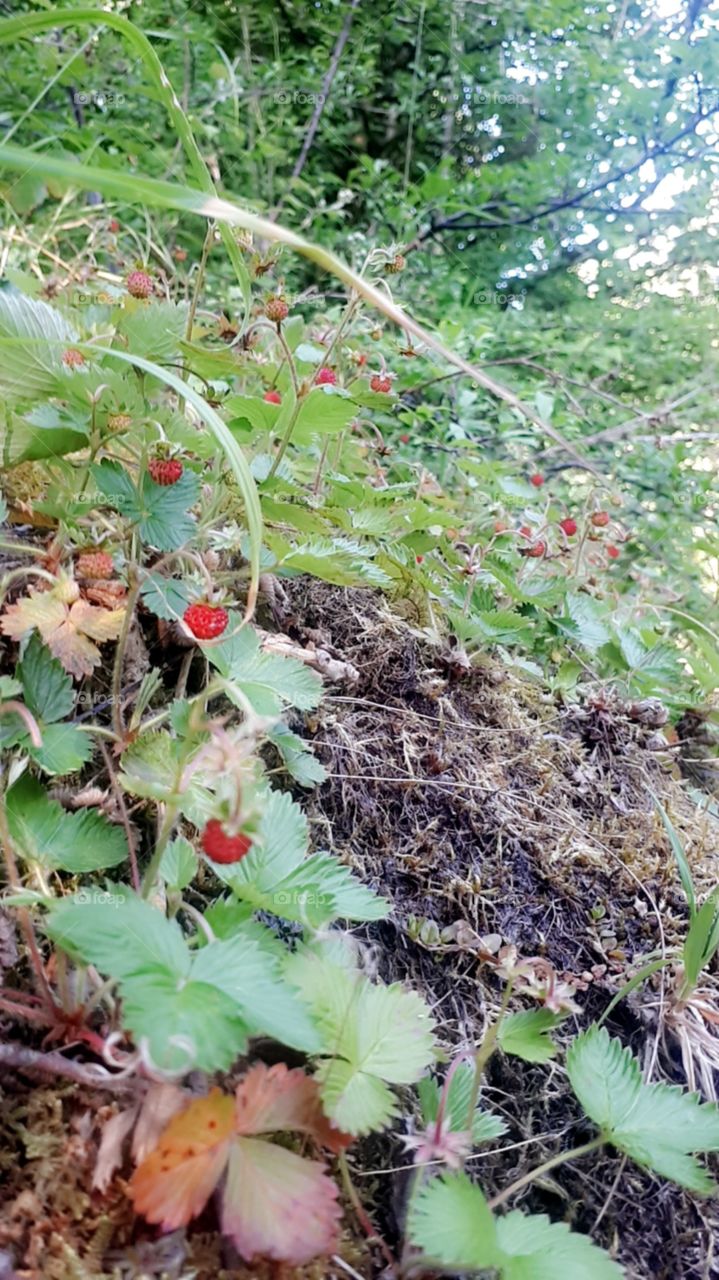 Rustic Wild Raspberries