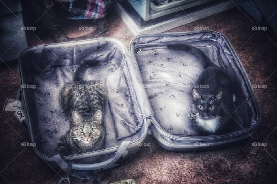 cats in a suitcase