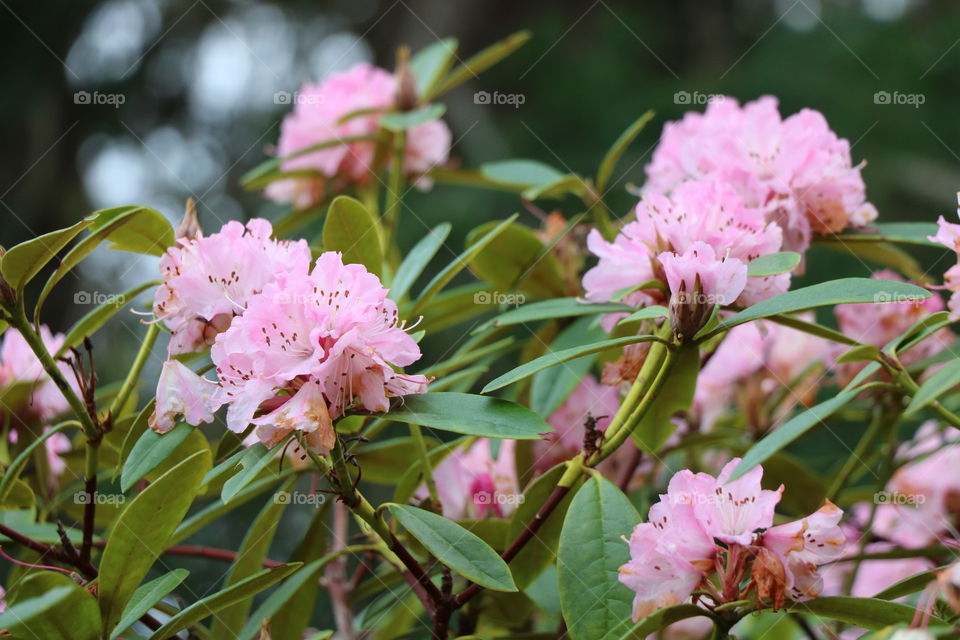 Rhododendron blooming in winter