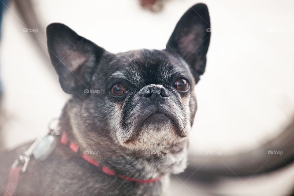 An older pug looking through a window while on a walk