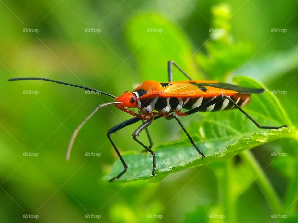 this insect called "bapak pucung"