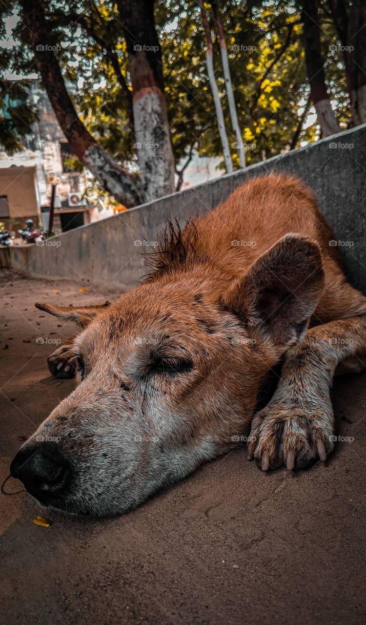 Care the street dogs