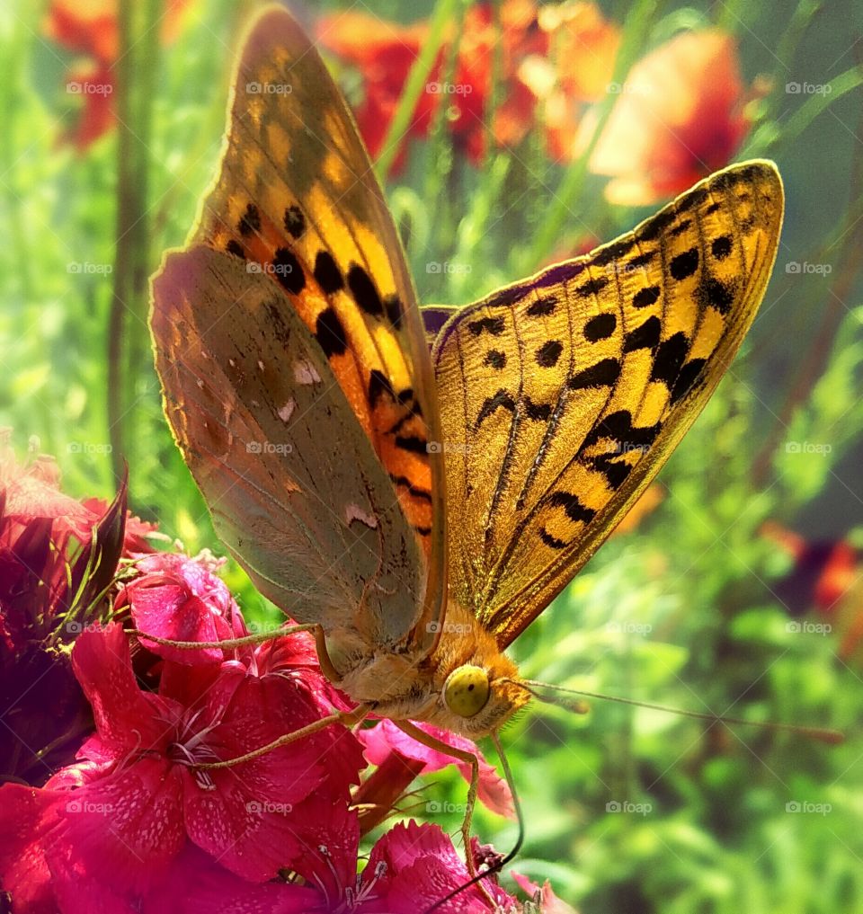 harmony of nature butterfly and flower.