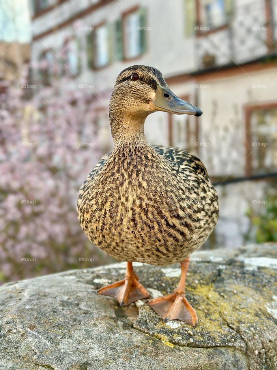 Cute duck in spring city
