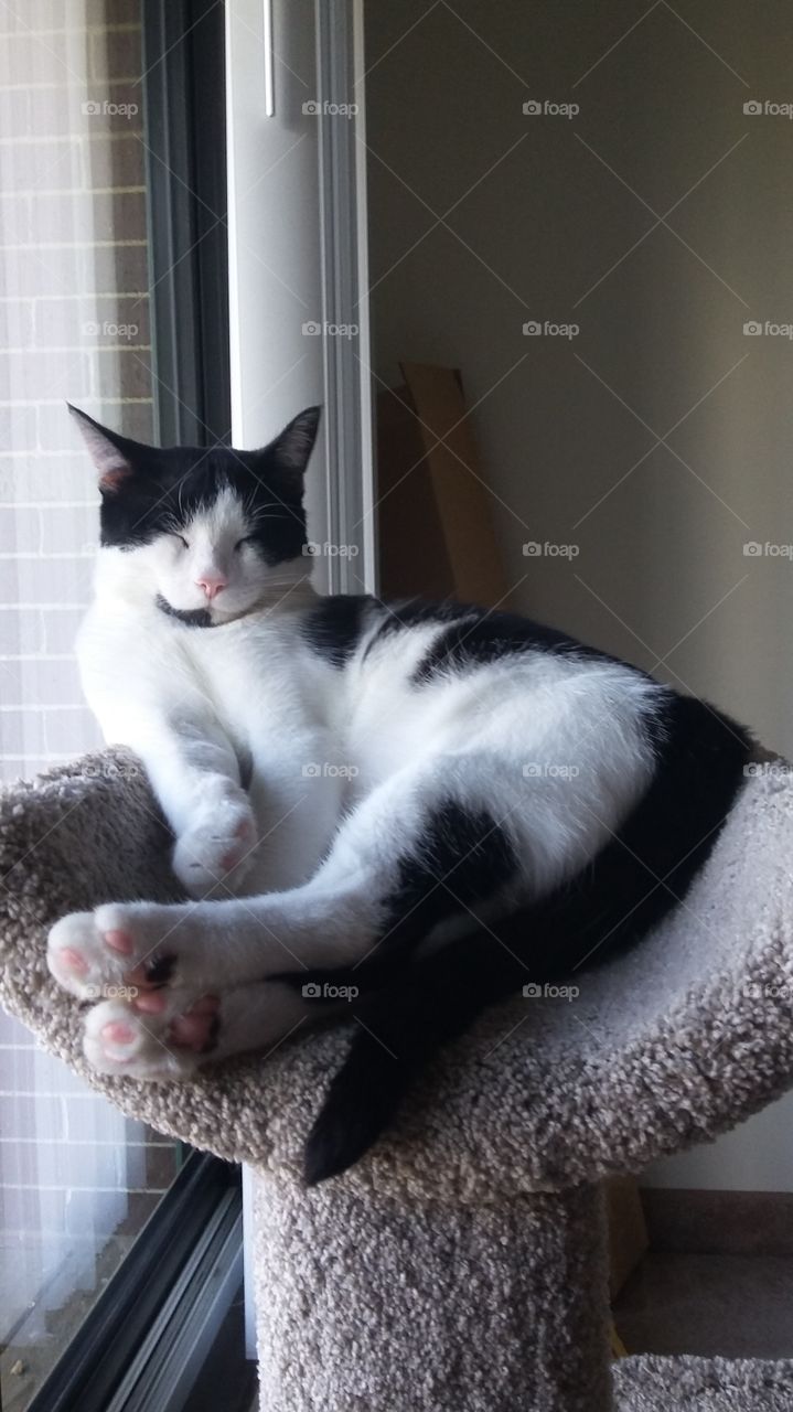 Cat Nap. Calvin taking a nap on his perch.