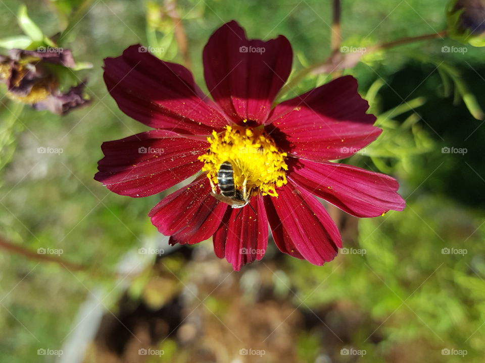 flowers