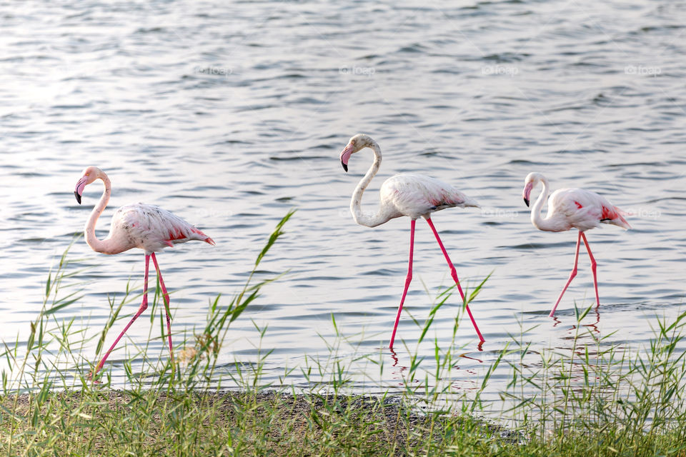 Three flamingos walking in a lake