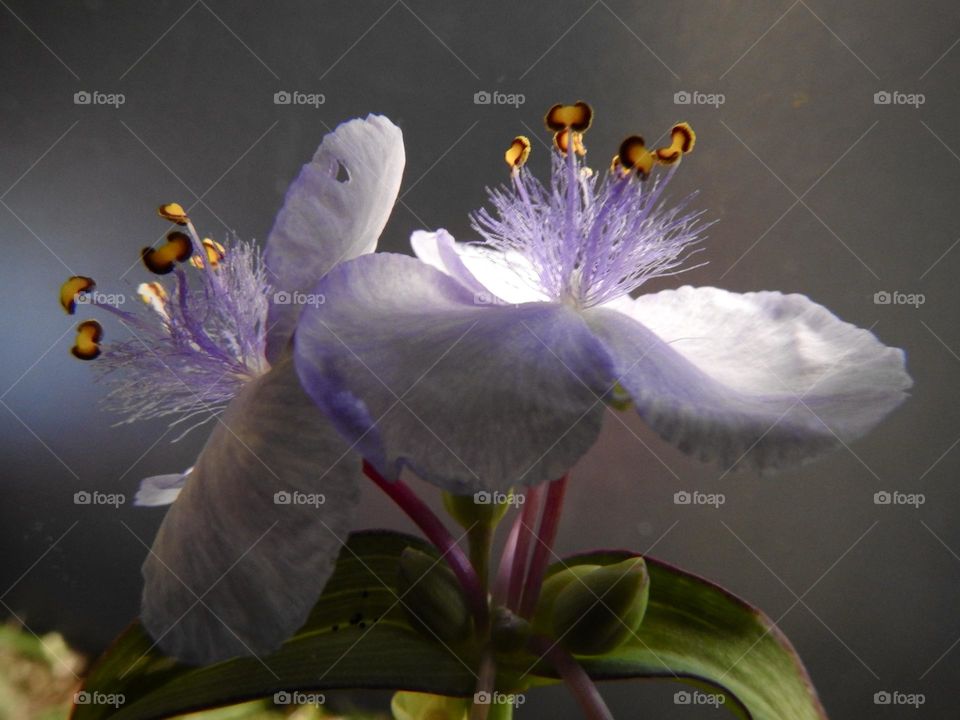 Smooth spiderwort pretty purple violet small flower in the morning also called Tradescantia ohiensis Raf. in the family of the Commelinaceae with black and yellow anthers.