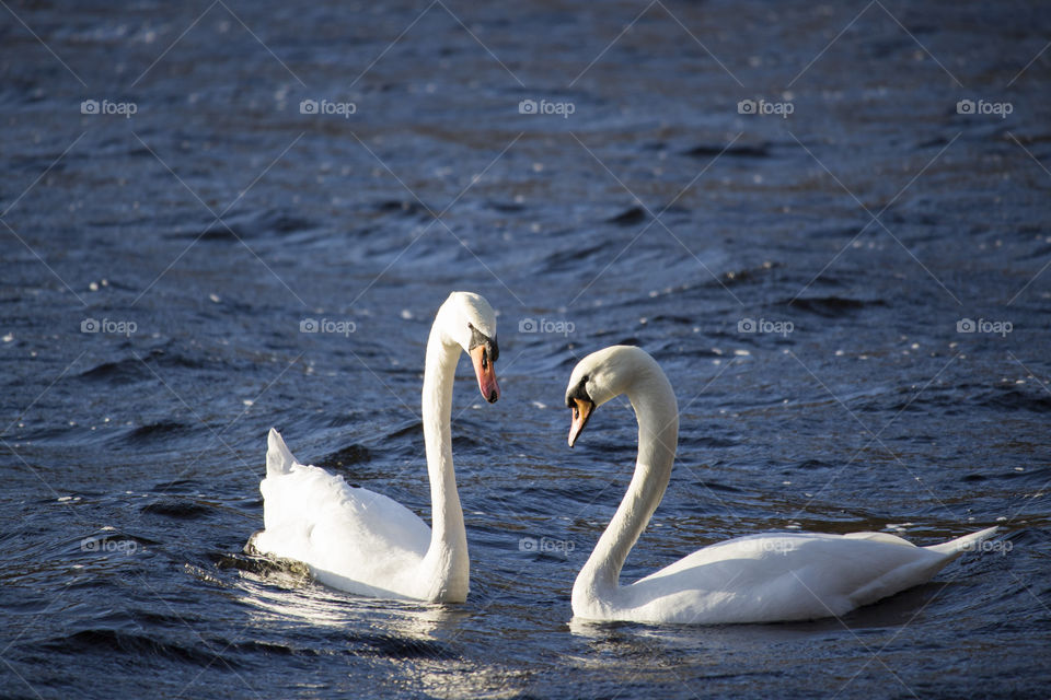 Two swans swimming in lake
